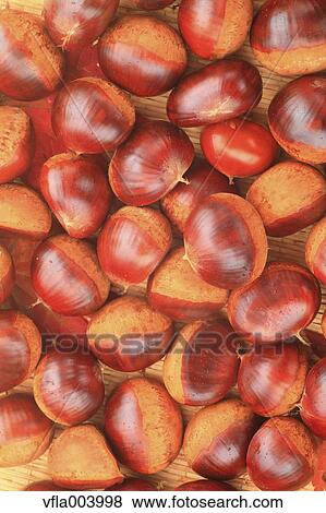 Stock Photo - Chestnuts. Fotosearch
