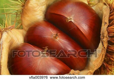 Chestnuts View Large Photo Image Stock Photograph - Chestnuts. Fotosearch