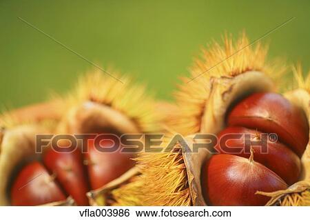 Chestnuts View Large Photo Image Stock Photograph - Chestnuts. Fotosearch