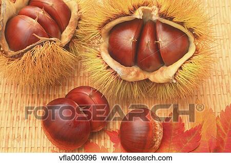 Stock Photograph - Chestnuts. Fotosearch