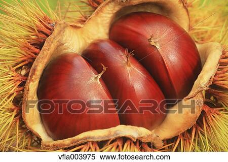 Chestnuts View Large Photo Image Stock Photography - Chestnuts. Fotosearch