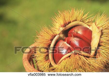 Chestnuts View Large Photo Image Stock Photography - Chestnuts. Fotosearch