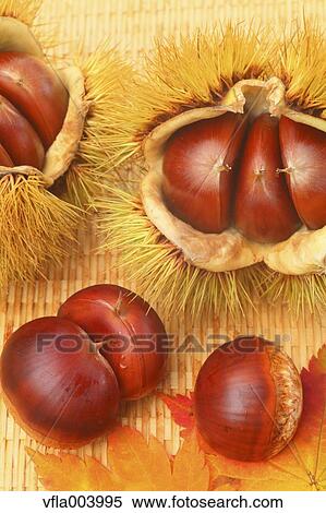 Chestnuts View Large Photo Image Stock Photography - Chestnuts. Fotosearch