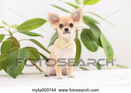 Chihuahua View Large Photo Image Picture - Chihuahua. Fotosearch