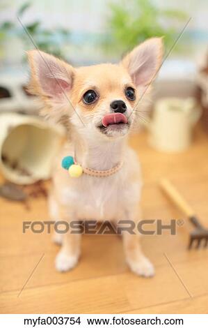 Chihuahua View Large Photo Image Picture - Chihuahua. Fotosearch