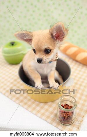 Chihuahua View Large Photo Image Picture - Chihuahua. Fotosearch