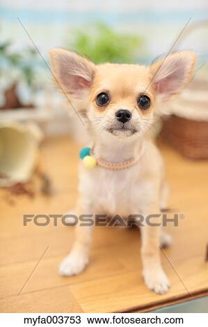 Chihuahua View Large Photo Image Stock Image - Chihuahua. Fotosearch