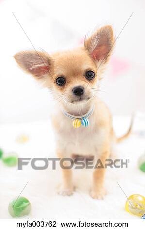 Chihuahua View Large Photo Image Stock Image - Chihuahua. Fotosearch