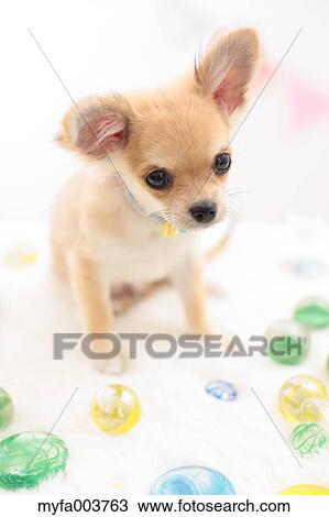Chihuahua View Large Photo Image Stock Image - Chihuahua. Fotosearch