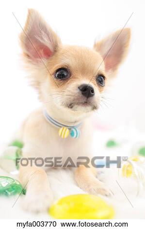 Chihuahua View Large Photo Image Stock Image - Chihuahua. Fotosearch