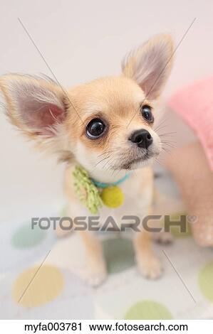 Stock Image - Chihuahua. Fotosearch
