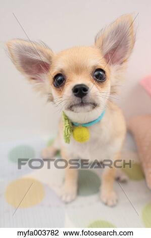 Chihuahua View Large Photo Image Stock Image - Chihuahua. Fotosearch