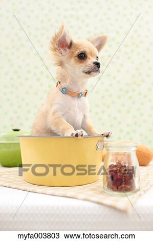 Chihuahua View Large Photo Image Stock Image - Chihuahua. Fotosearch