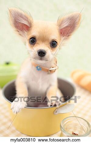 Chihuahua View Large Photo Image Stock Image - Chihuahua. Fotosearch