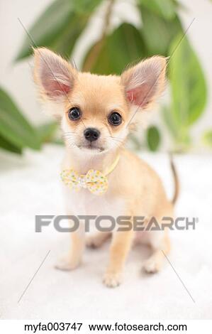 Stock Photo - Chihuahua. Fotosearch