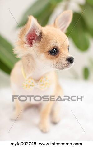 Chihuahua View Large Photo Image Stock Photo - Chihuahua. Fotosearch