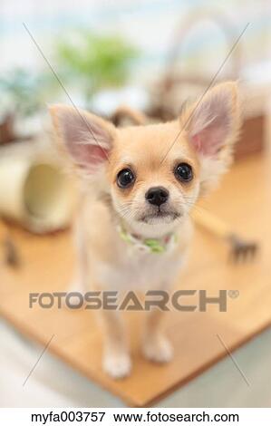 Chihuahua View Large Photo Image Stock Photo - Chihuahua. Fotosearch