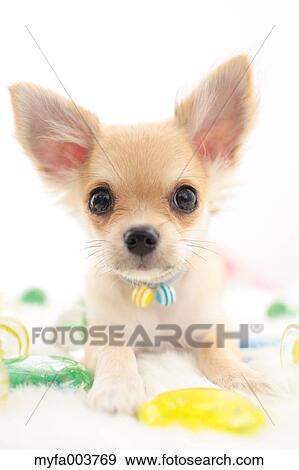 Stock Photo - Chihuahua. Fotosearch