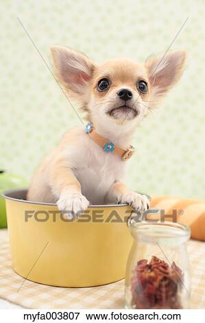 Chihuahua View Large Photo Image Stock Photo - Chihuahua. Fotosearch