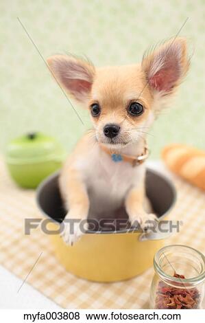 Stock Photo - Chihuahua. Fotosearch
