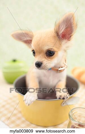 Stock Photo - Chihuahua. Fotosearch