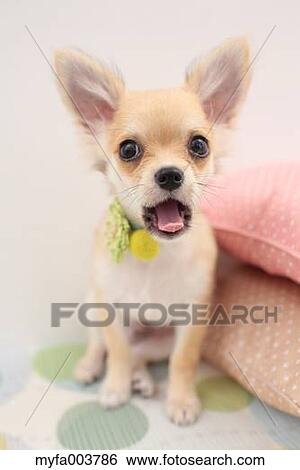 Chihuahua View Large Photo Image Stock Photograph - Chihuahua. Fotosearch