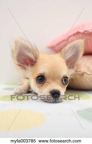 Chihuahua View Large Photo Image Stock Photography - Chihuahua. Fotosearch