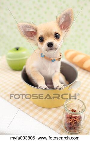 Chihuahua View Large Photo Image Stock Photography - Chihuahua. Fotosearch