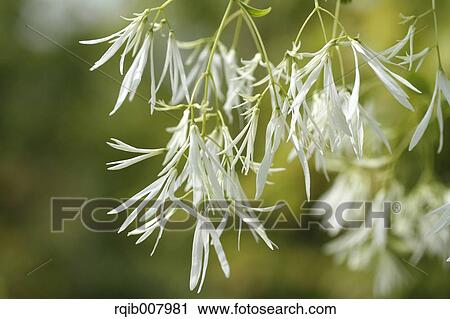 Chinese Fringetree View Large Photo Image Stock Image - Chinese Fringetree. Fotosearch