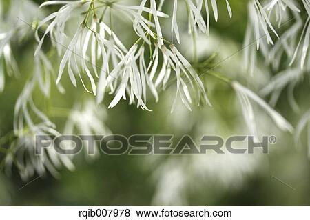 Chinese Fringetree View Large Photo Image Stock Photo - Chinese Fringetree. Fotosearch