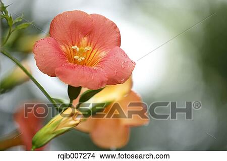 Chinese Trumpet Creeper View Large Photo Image Picture - Chinese Trumpet Creeper. Fotosearch