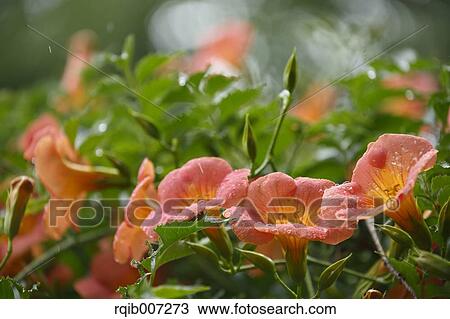Chinese Trumpet Creeper View Large Photo Image Stock Image - Chinese Trumpet Creeper. Fotosearch