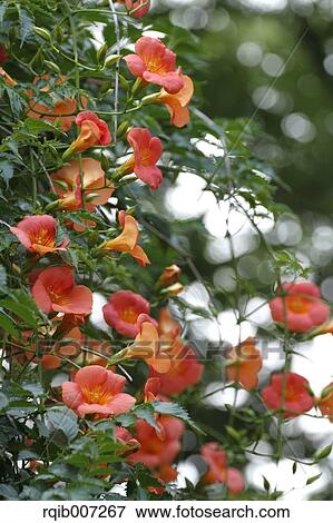 Chinese Trumpet Creeper View Large Photo Image Stock Photo - Chinese Trumpet Creeper. Fotosearch