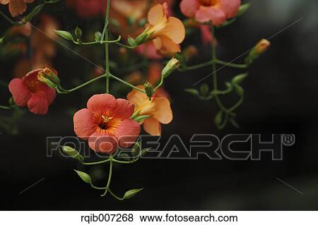 Chinese Trumpet Creeper View Large Photo Image Stock Photo - Chinese Trumpet Creeper. Fotosearch