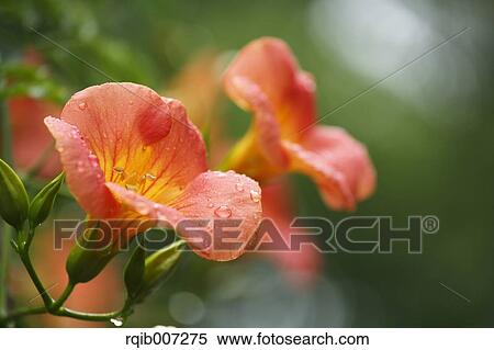 Chinese Trumpet Creeper View Large Photo Image Stock Photography - Chinese Trumpet Creeper. Fotosearch