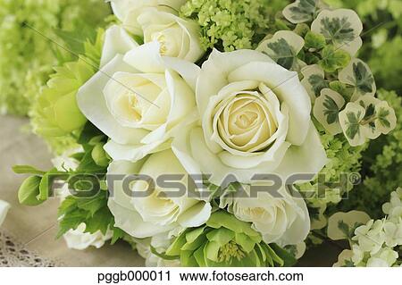 Christmas Rose View Large Photo Image Stock Image - Christmas Rose. Fotosearch