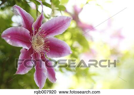 Stock Image - Clematis. Fotosearch