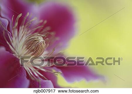 Clematis View Large Photo Image Stock Photo - Clematis. Fotosearch