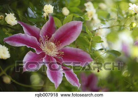 Stock Photo - Clematis. Fotosearch