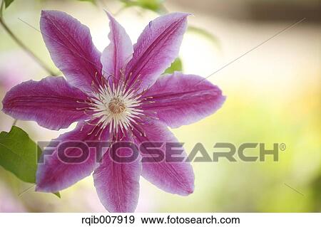 Clematis View Large Photo Image Stock Photo - Clematis. Fotosearch
