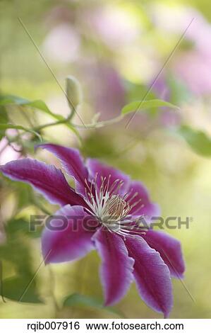 Stock Photograph - Clematis. Fotosearch