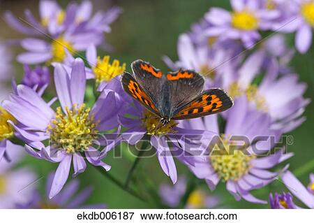 Common Copper View Large Photo Image Stock Photo - Common Copper. Fotosearch