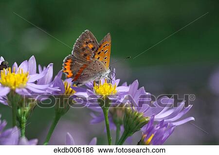Common Copper View Large Photo Image Stock Photograph - Common Copper. Fotosearch