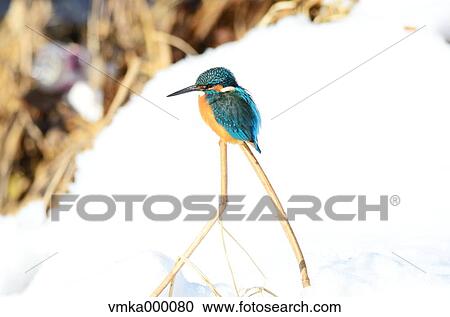 Common Kingfisher View Large Photo Image Stock Image - Common Kingfisher. Fotosearch