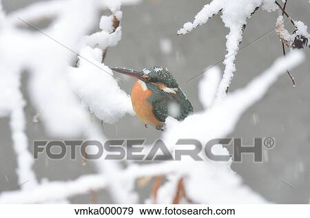 Common Kingfisher View Large Photo Image Stock Photo - Common Kingfisher. Fotosearch