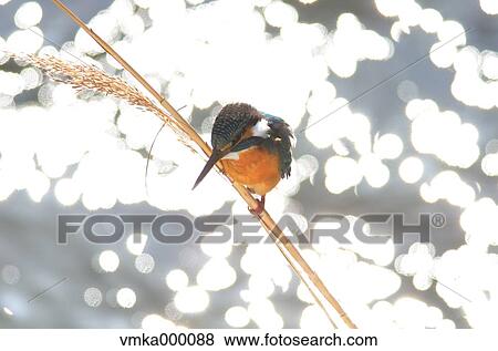 Stock Photo - Common Kingfisher. Fotosearch