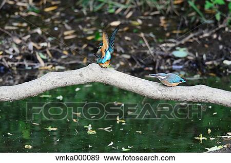Common Kingfisher View Large Photo Image Stock Photo - Common Kingfisher. Fotosearch