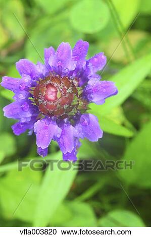 Common Self-Heal View Large Photo Image Stock Image - Common Self-Heal. Fotosearch