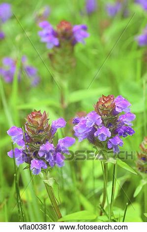 Common Self-Heal View Large Photo Image Stock Photo - Common Self-Heal. Fotosearch