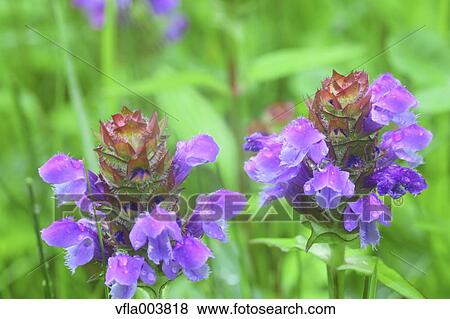 Common Self-Heal View Large Photo Image Stock Photo - Common Self-Heal. Fotosearch